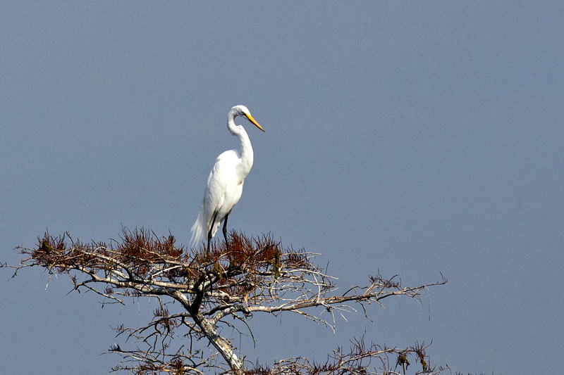 Ein Silberreiher (Great White Egret)