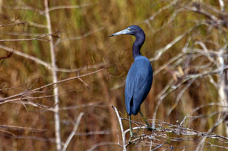 Little Blue Heron (Egretta caerulea): Blaureiher