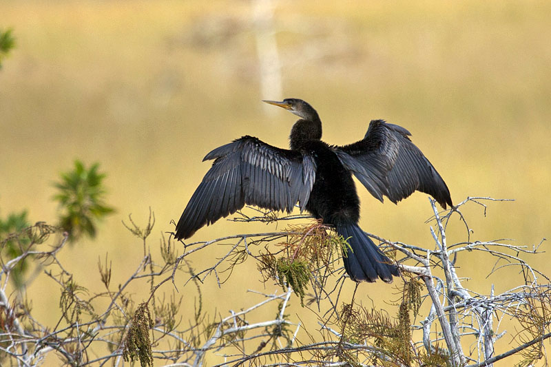 Anhinga beim Trocknen der Flügel