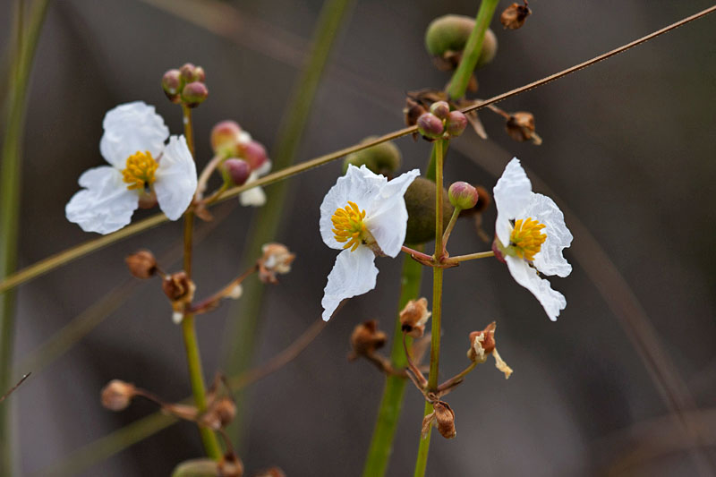 Schöne Blumen am Ufer eines Teiches