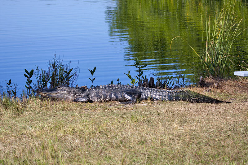 Ein Gator beim Sonnen