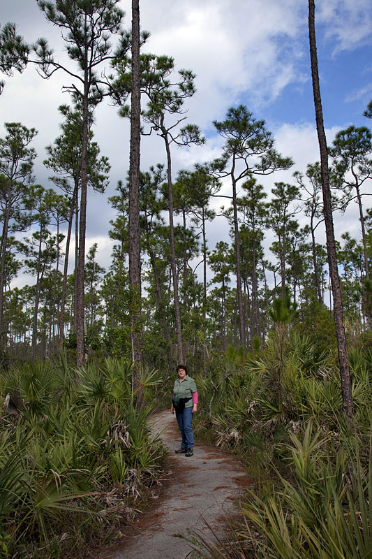 Der Pinelands Trail führt durch Pinien und Sabalpalmen