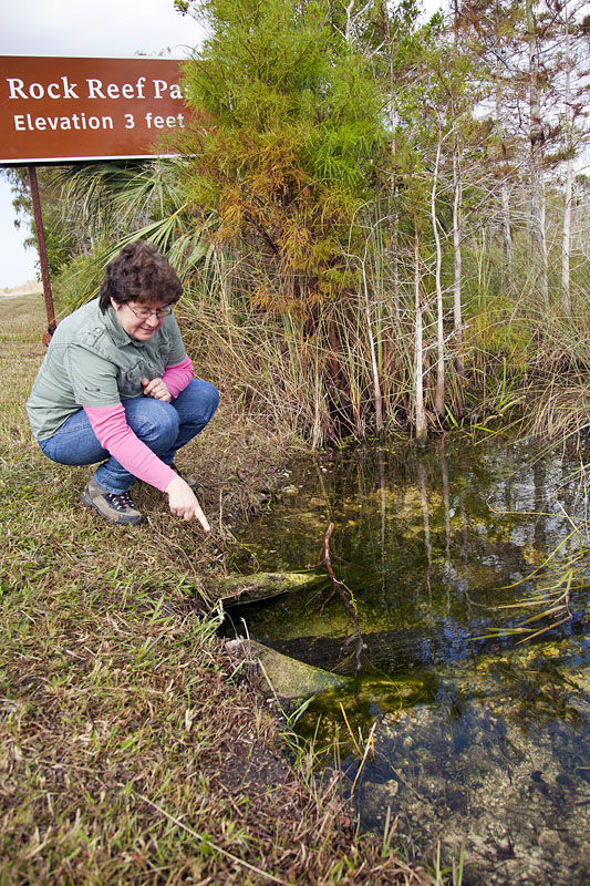 Da liegt doch ein Gator zur Hälfte im Wasserrohr unter der Straße