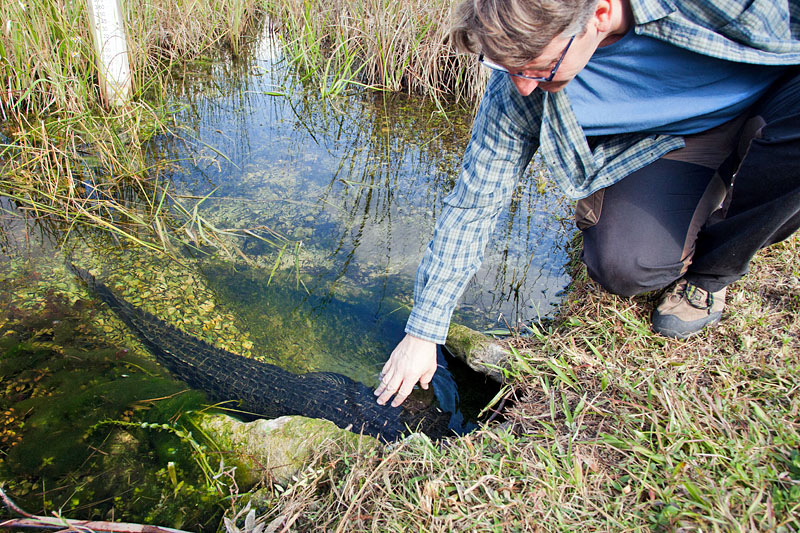 Man kann den Gator streicheln und er lässt sich das geduldig gefallen ;-)