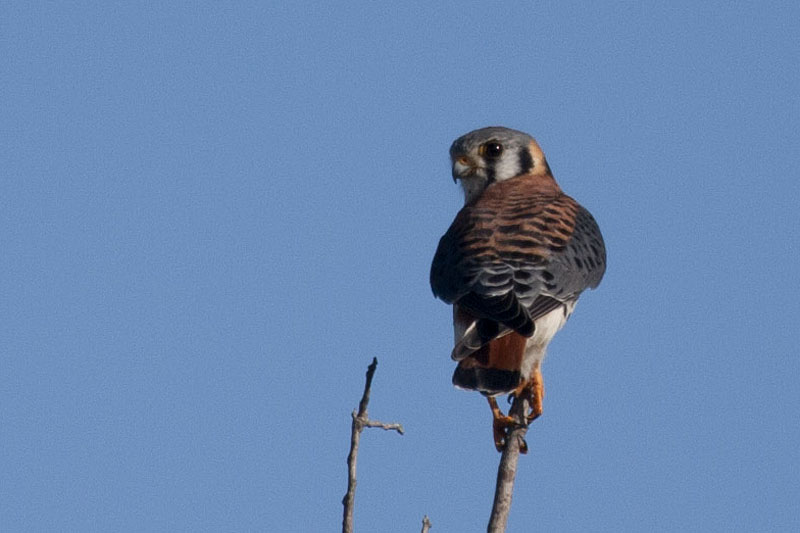 Ein Falke beobachtet uns