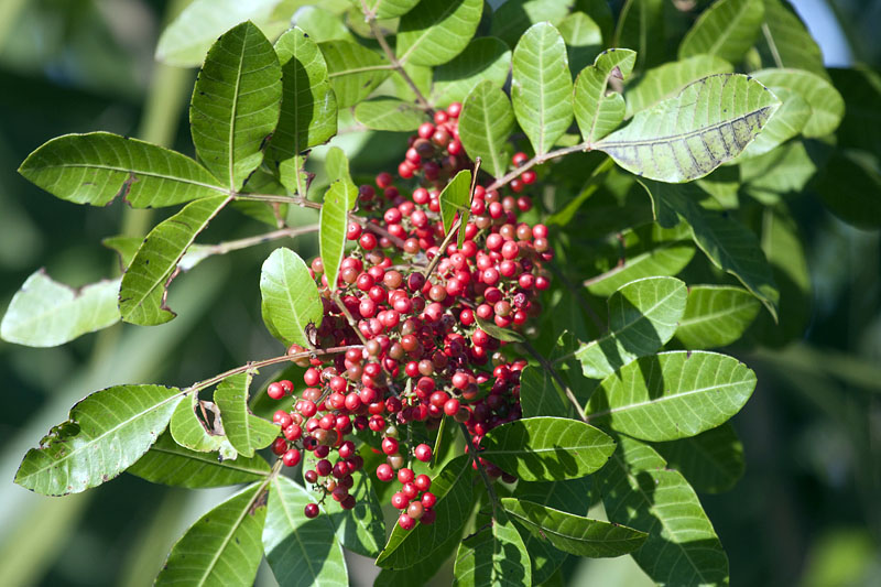 Die roten Beeren leuchten in der Sonne