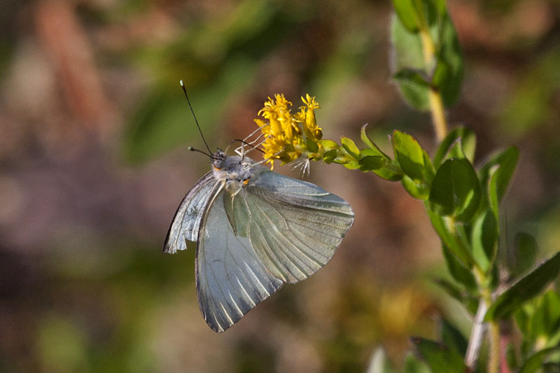 Die Schmetterlinge sind gar nicht so leicht (fotografisch) einzufangen