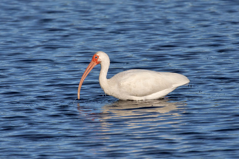 White Ibis