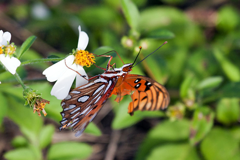 Schmetterling mit beschädigtem Flügel