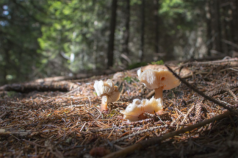 Gallent&auml;ubling?