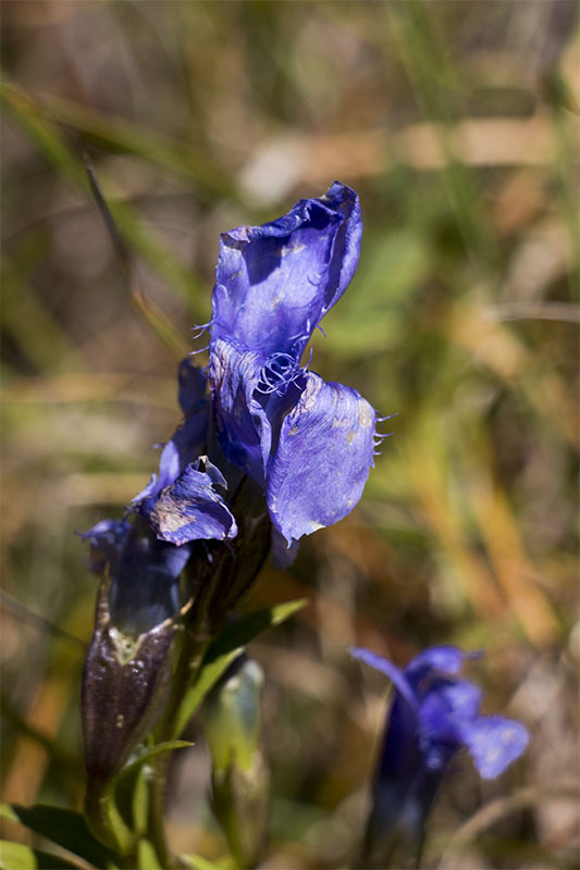 Langsam vergehen die Glockenblumen :-(