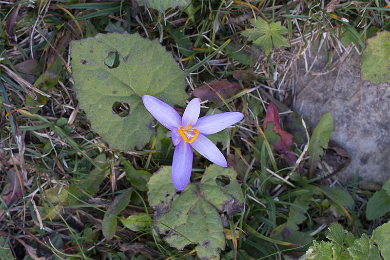 Irgendeine Enzianart?