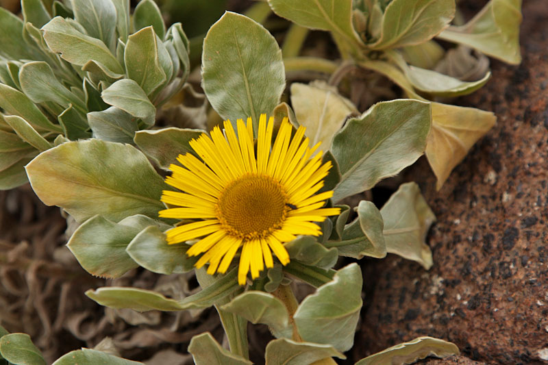 ... wachsen ziegensicher Blumen