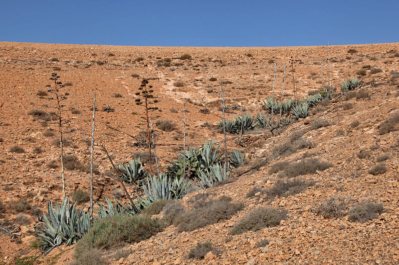 Aloe Vera am laufenden Band