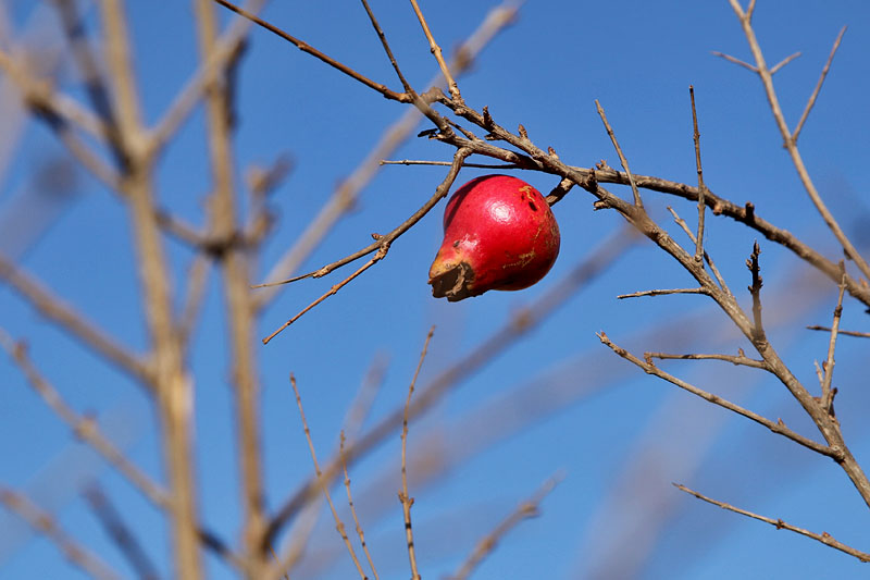 Sieht fast aus wie ein Granatapfel, ist aber kleiner