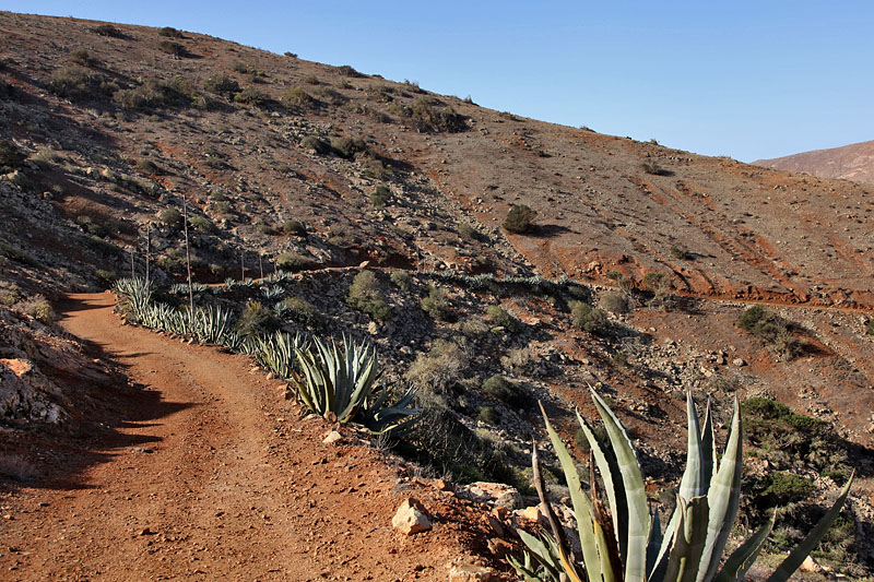 Aloe Vera säumen den Weg