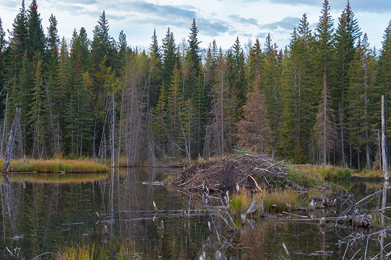 Biberburg im Maxwell Lake