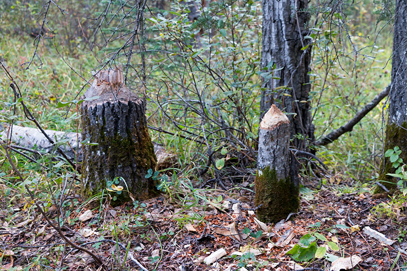 Die Spuren der Nager sind offensichtlich