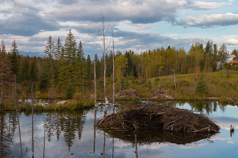 Warten auf die Biber