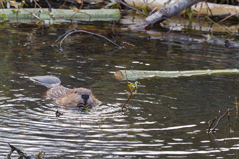 Emsig werden Zeige herangeschafft ...