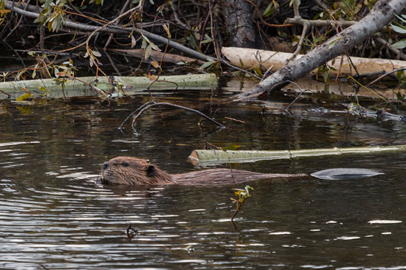 Kanadischer Biber [Castor canadensis]