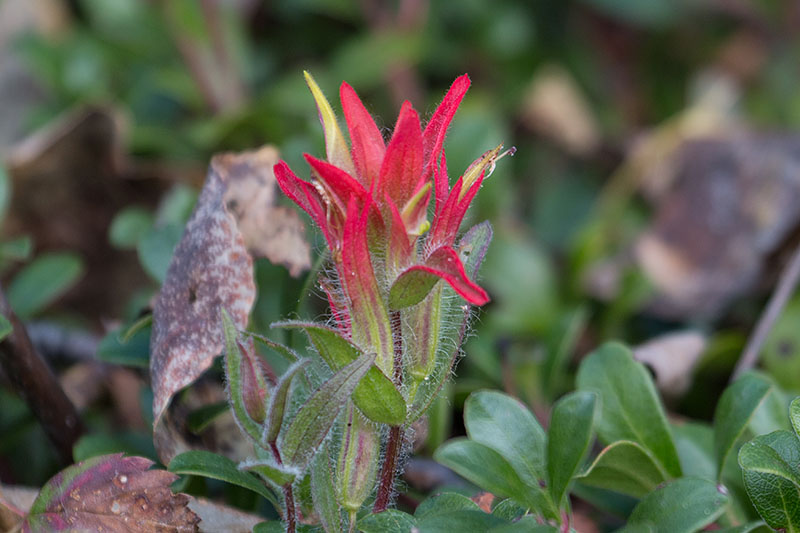 Sch&ouml;ne Blumen ...