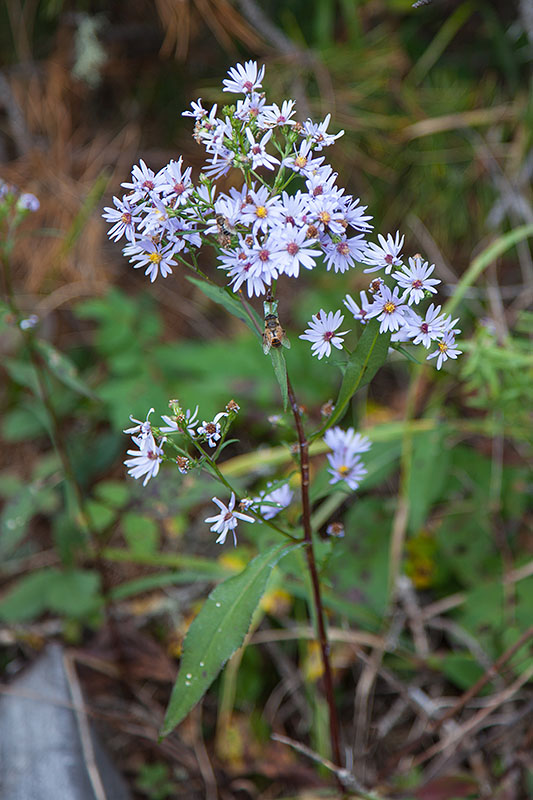 ... wachsen am Wegesrand