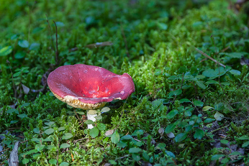 Wie so oft, dominieren die Pilze