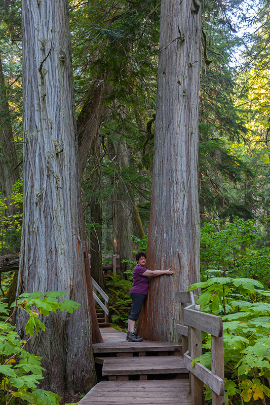 Die B&auml;ume sind hier sooo dick