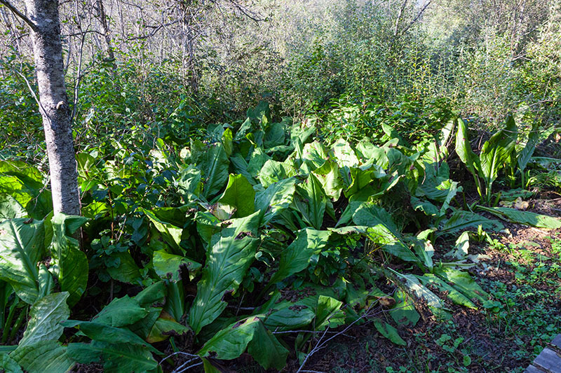 ... mit mannshohen Bl&auml;ttern, gab diesem Trail seinen Namen