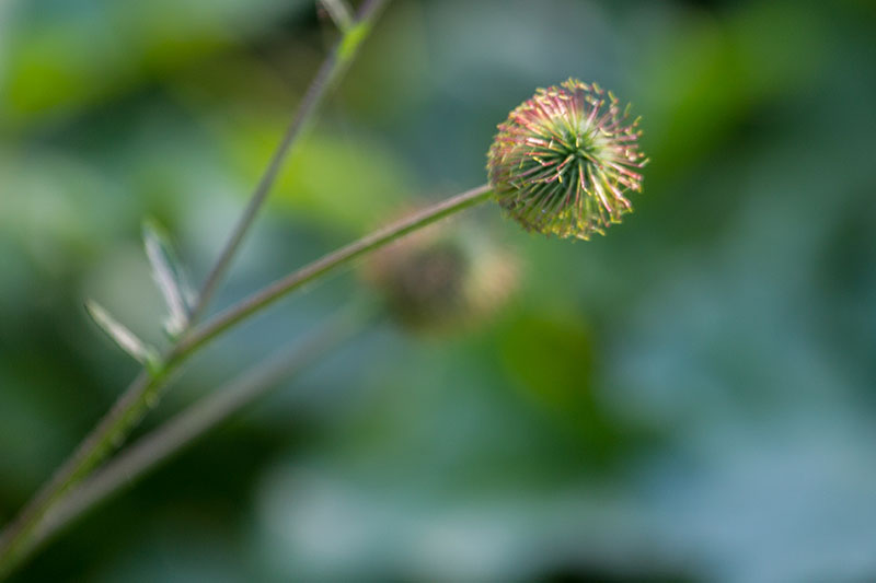 ... die den Boden des sumpfigen Terrains ...