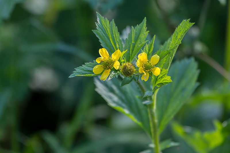 ... &uuml;ppig bedecken