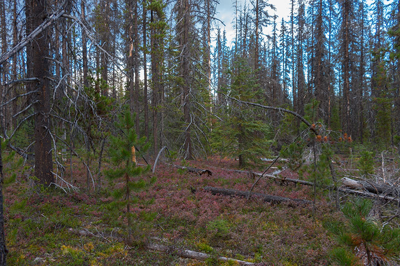 ... und danach in den Wald