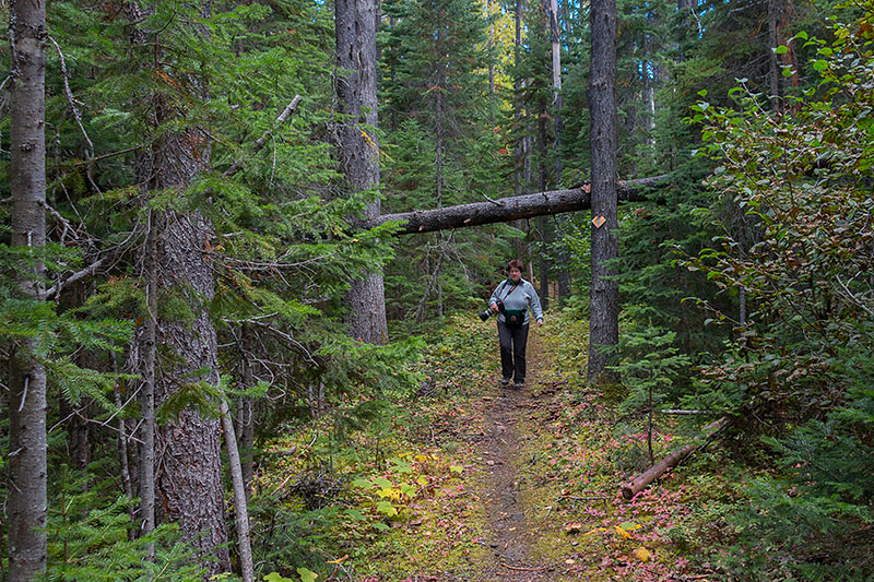 Schmaler Pfad zwischen B&auml;umen ...