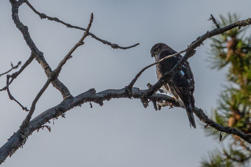 ... und gro&szlig;en V&ouml;geln