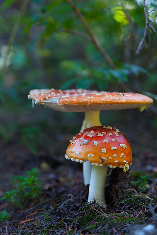 ... die hier reichlich den Waldboden bedecken ...