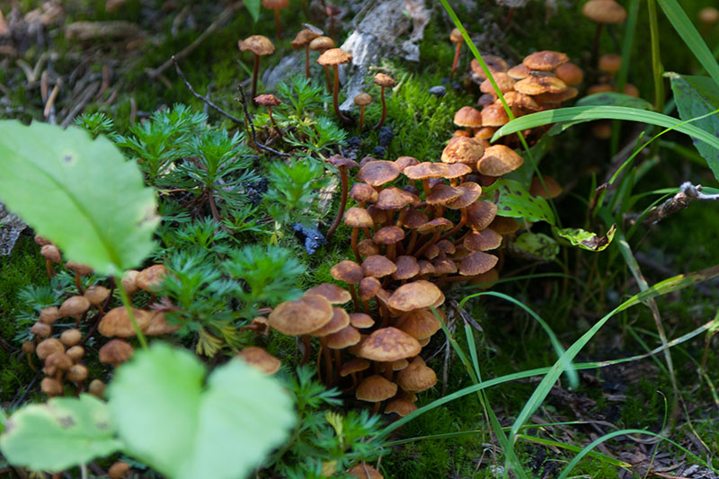 Doch die Pilze dominieren ;-)