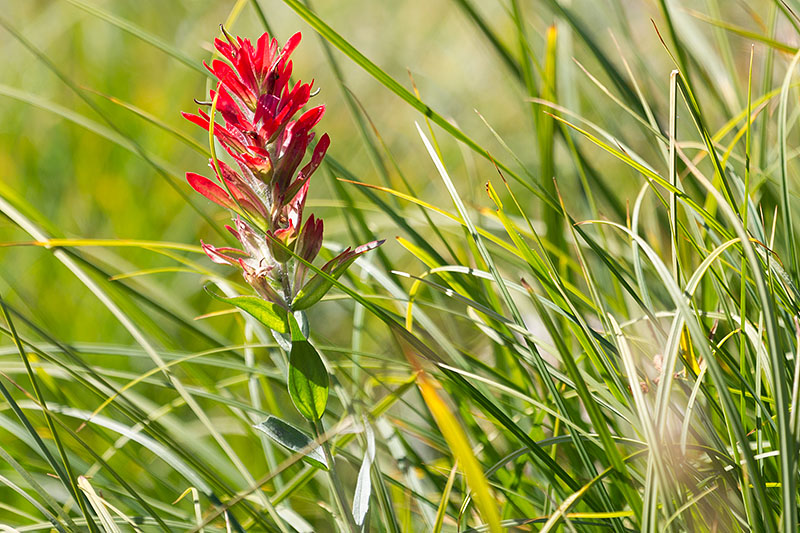 Sch&ouml;ne Blumen stehen am Wegesrand ...