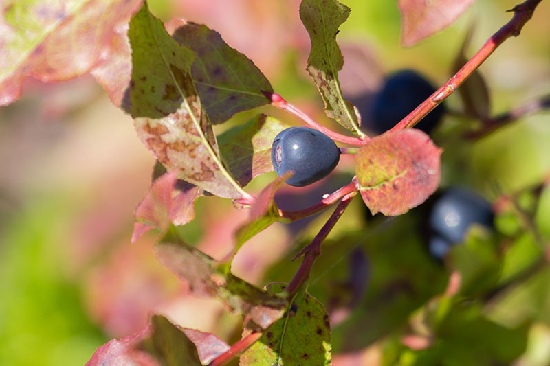 Leckere Heidelbeeren