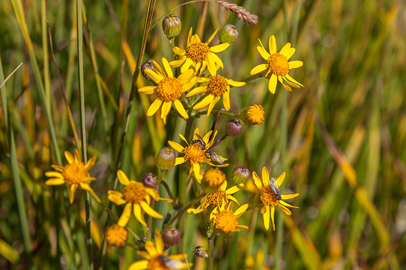 Blumen in zahlreichen Farben ...