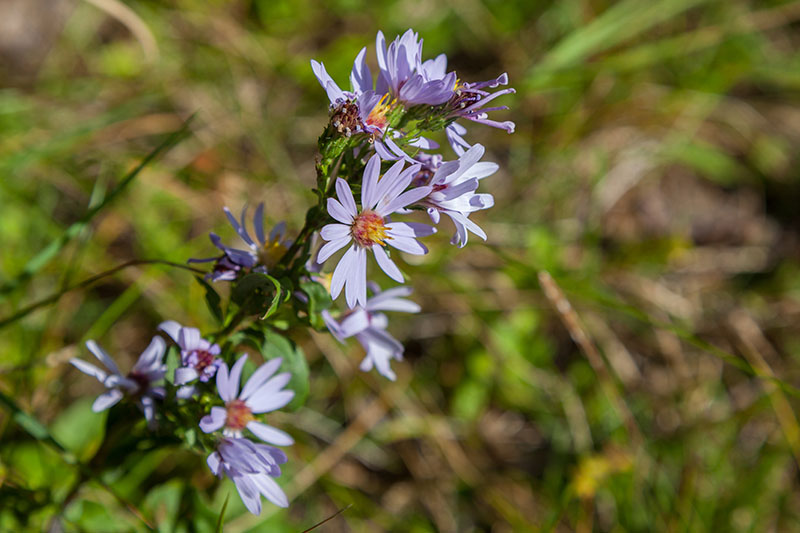 ... wachsen hier an allen Ecken