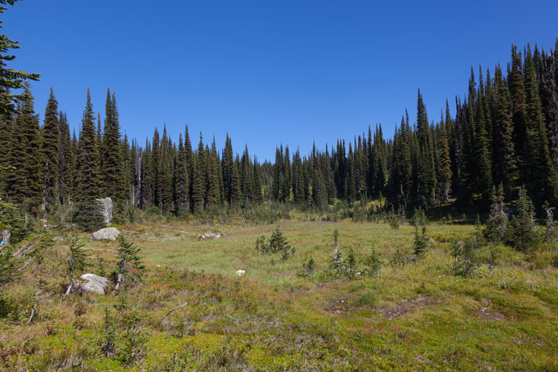 Auf der Wiese fehlen jetzt nur noch Elche oder B&auml;ren ;-)