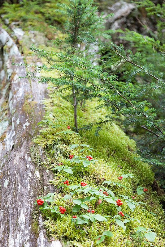 Junge Nadelb&auml;ume wachsen auf den umgest&uuml;rzten und langsam zerfallenden St&auml;mmen