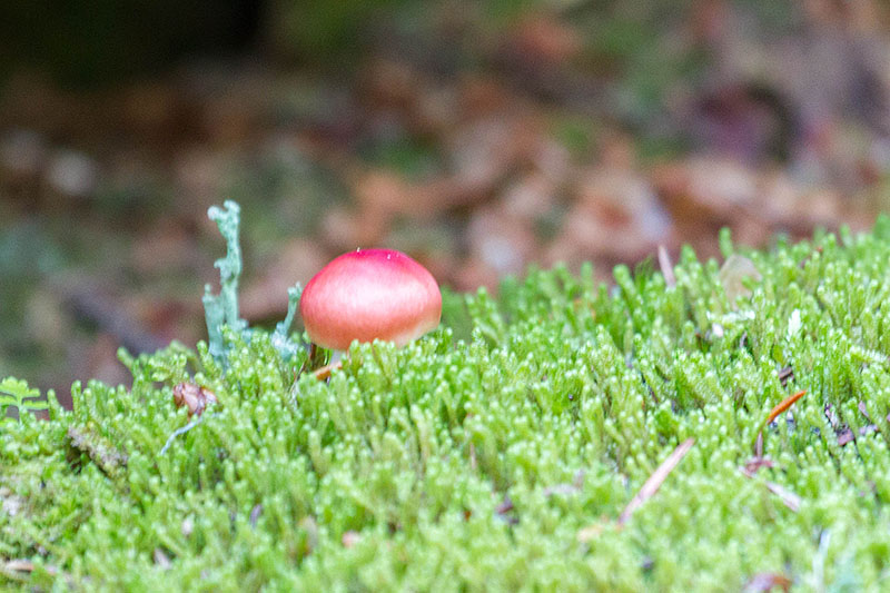 Auch Pilze, in allen Gr&ouml;&szlig;en ...
