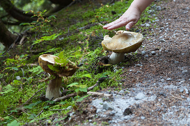 Ganz sch&ouml;n gro&szlig;, die Schwammerl