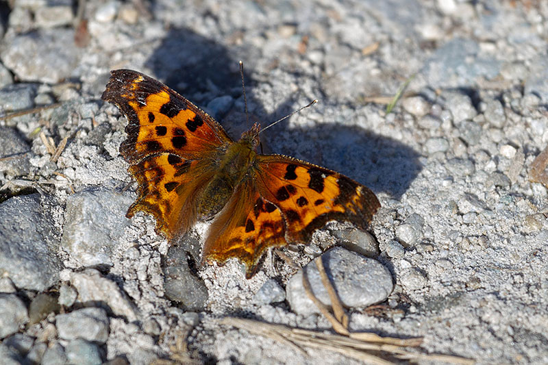... begegnen uns auch zahlreiche Monarchfalter