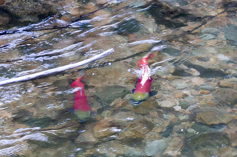 Kokanee Salmon auf dem Weg zu den Laichpl&auml;tzen