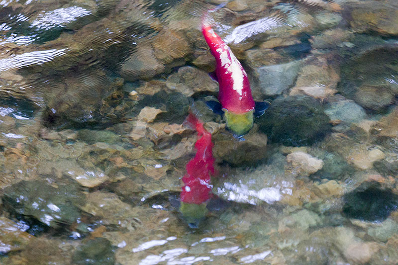 Die Laichzeit der Kokanee Lachse ist fast vorbei ...