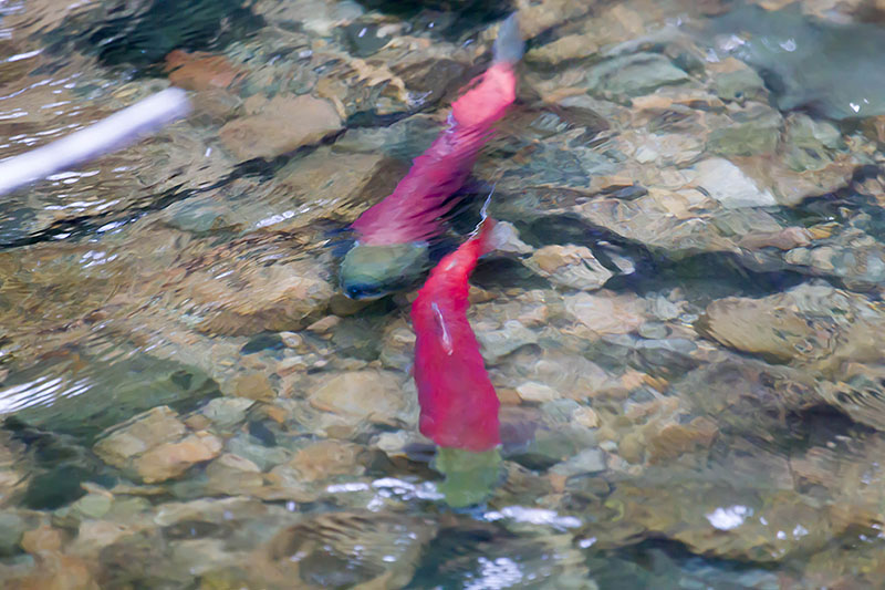 ... deshalb sind nur noch wenige Tiere im Fl&uuml;sschen
