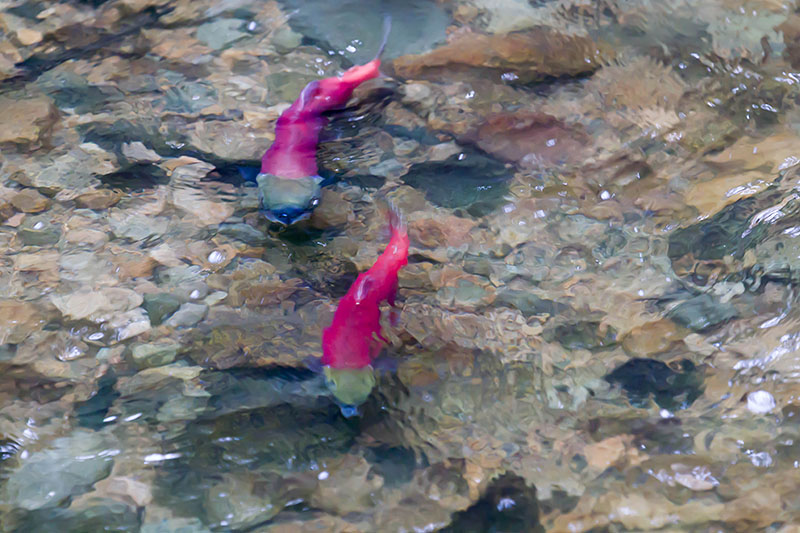 Das Wasser ist zu unruhig, um die Fische sch&auml;rfer abzubilden :-(